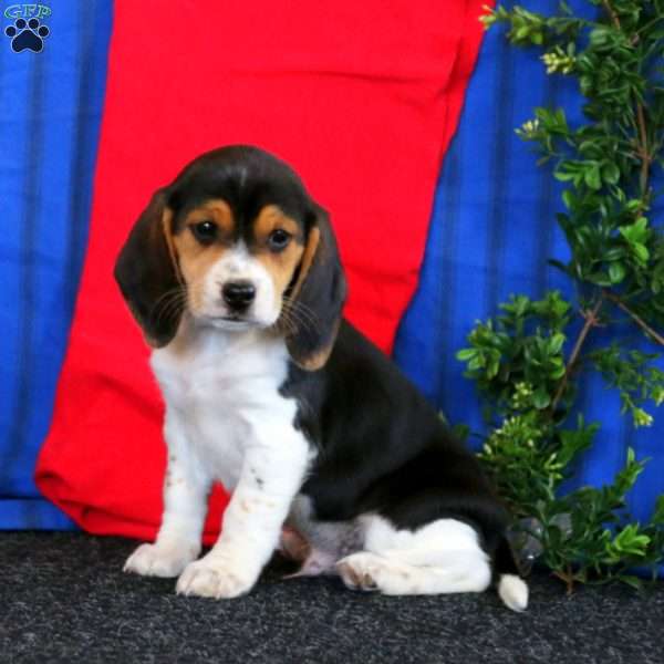 Milo, Beagle Puppy