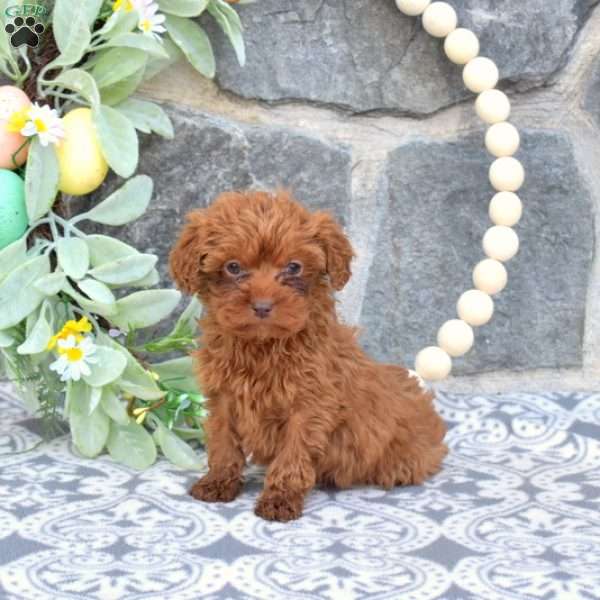 Minnie-F1BB, Mini Goldendoodle Puppy