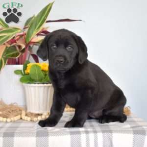 Black lab puppy on sale price