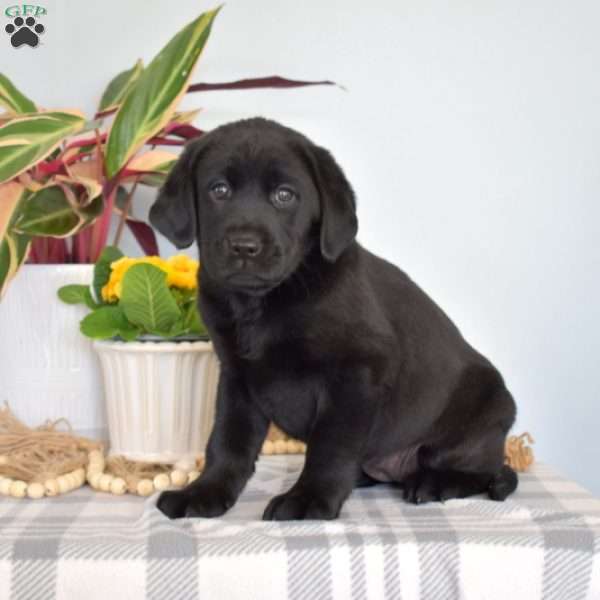 Missy, Black Labrador Retriever Puppy