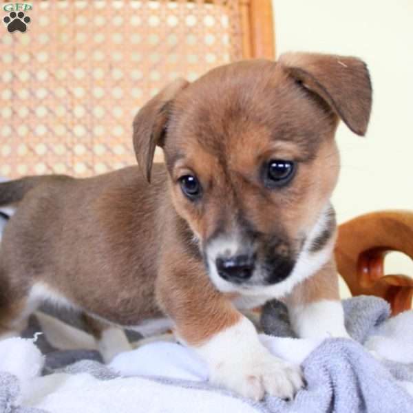 Missy, Jack Russell Mix Puppy