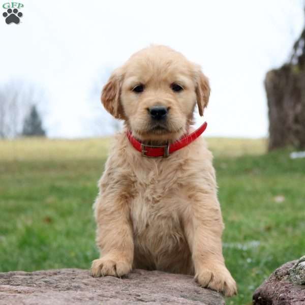Mitchell, Golden Retriever Puppy