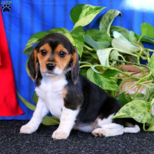 Mitzy, Beagle Puppy