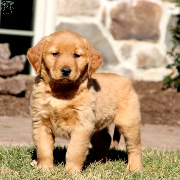 Mojo, Golden Retriever Puppy