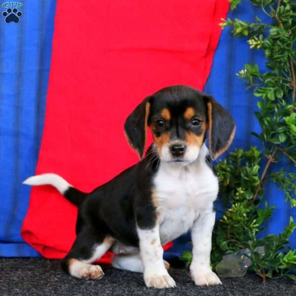 Molly, Beagle Puppy