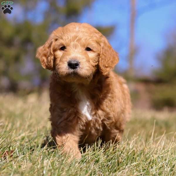 Monty, Goldendoodle Puppy