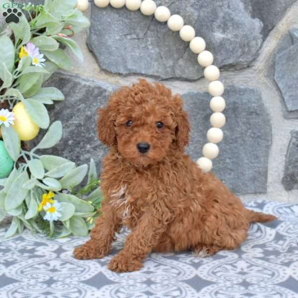 Monty-F1BB, Mini Goldendoodle Puppy