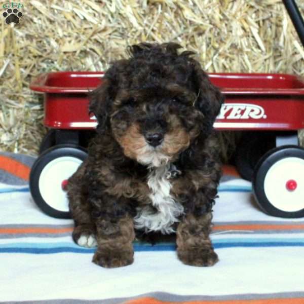 Monty, Miniature Poodle Mix Puppy