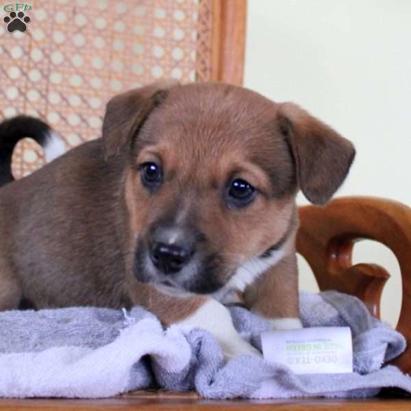 Moose, Jack Russell Mix Puppy