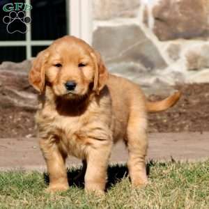 Golden retriever best sale greenfield puppies