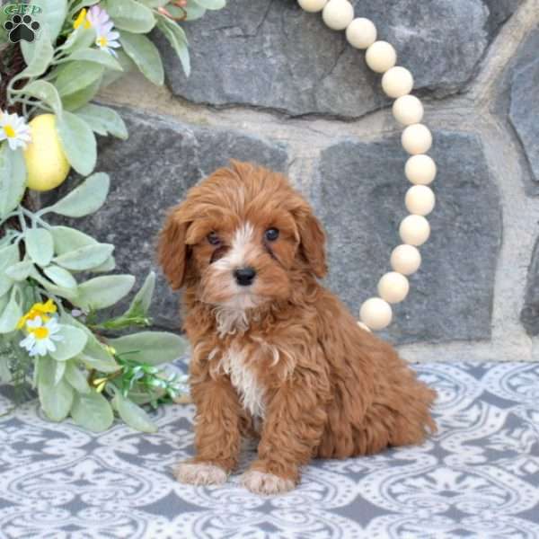 Murph-F1BB, Mini Goldendoodle Puppy