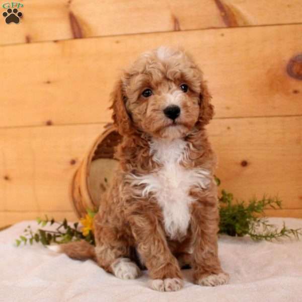 Murphy, Bich-Poo Puppy