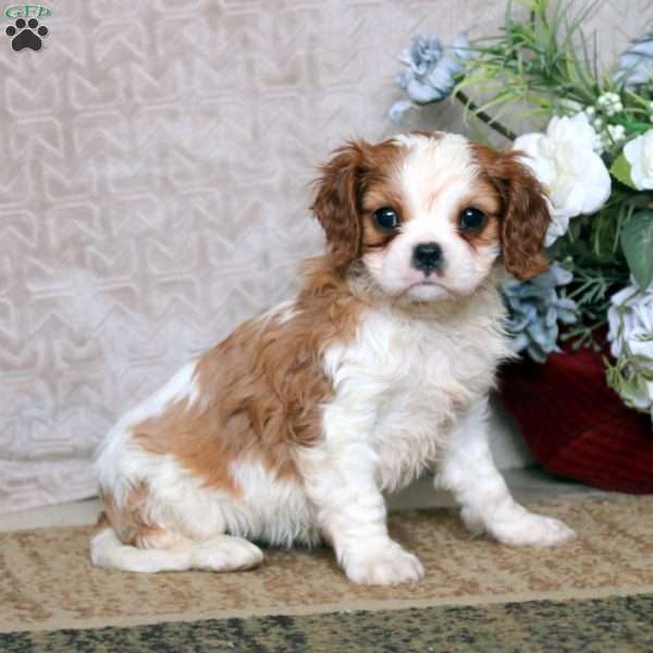Naomi, Cavalier King Charles Spaniel Puppy