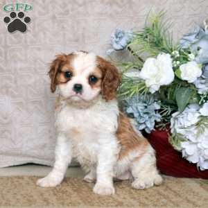 Naomi, Cavalier King Charles Spaniel Puppy