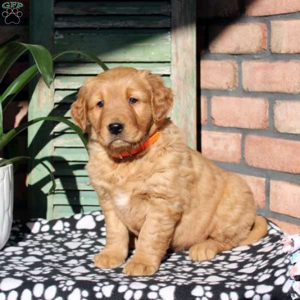 Ned, Golden Retriever Puppy