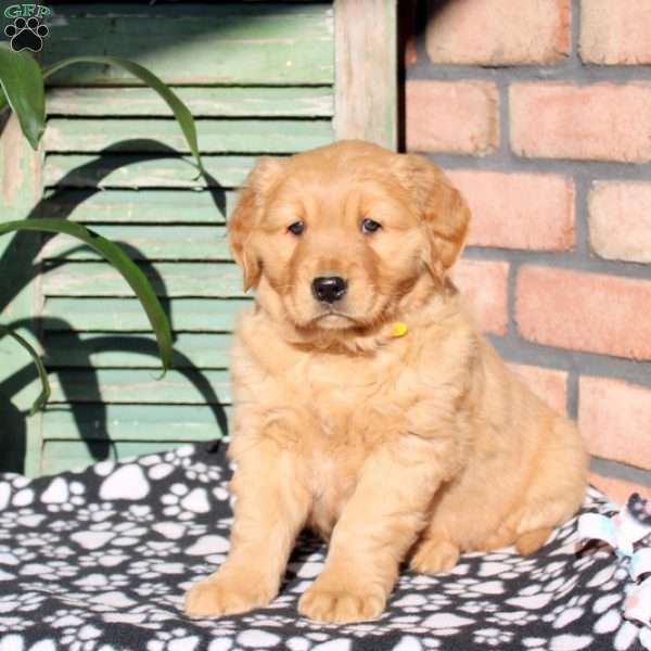 Neil, Golden Retriever Puppy