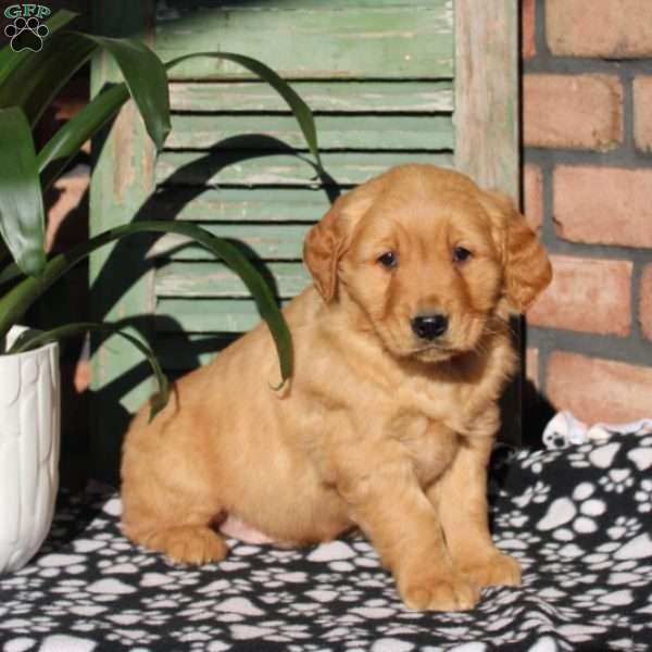 Nelson, Golden Retriever Puppy