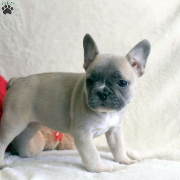 Nina, French Bulldog Puppy