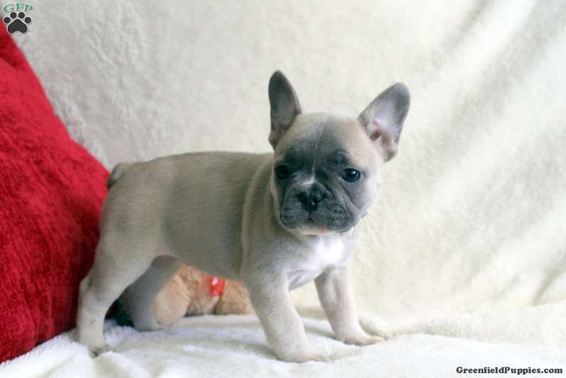 Nina - French Bulldog Puppy For Sale in Pennsylvania