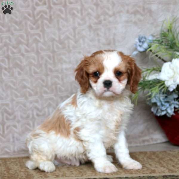 Nolan, Cavalier King Charles Spaniel Puppy
