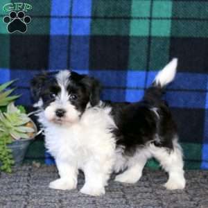 Havanese best sale greenfield puppies