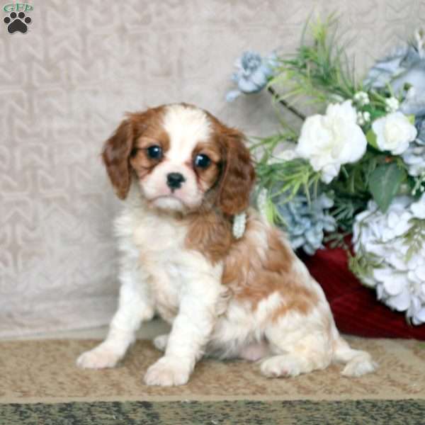 Nora, Cavalier King Charles Spaniel Puppy