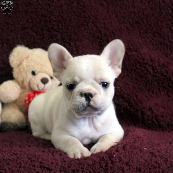 Norm, French Bulldog Puppy