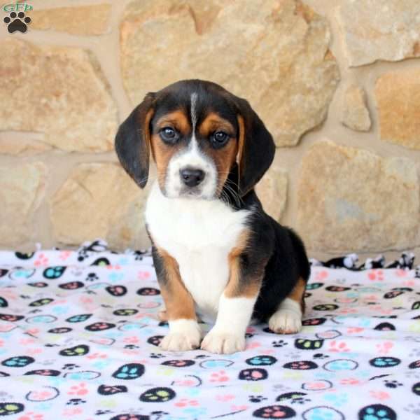 Odette, Beagle Puppy