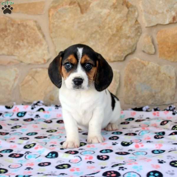 Olive, Beagle Puppy