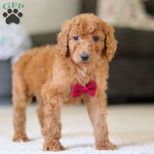 Oliver, Standard Poodle Puppy