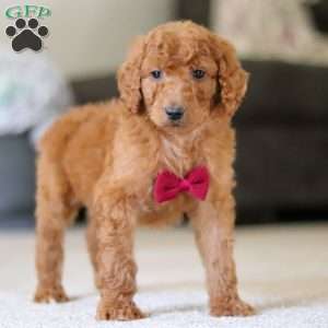 Oliver, Standard Poodle Puppy