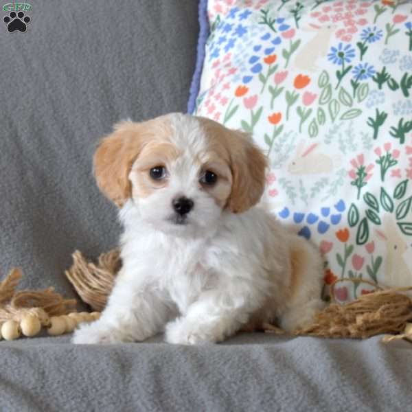 Olivia, Cavachon Puppy