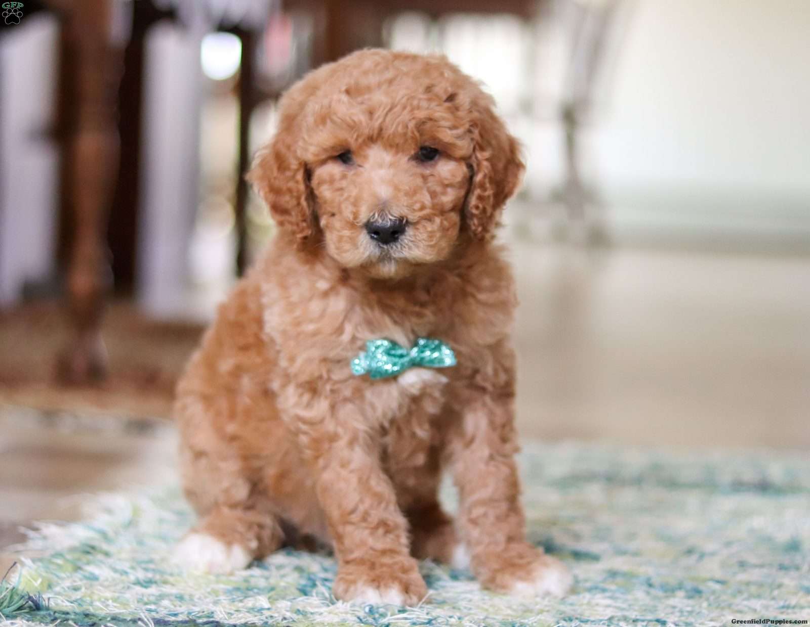 Ollie Standard Poodle Puppy For Sale In Ohio   Ollie 2 1706899137 1600x1240 