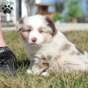 Onya, Miniature Australian Shepherd Puppy