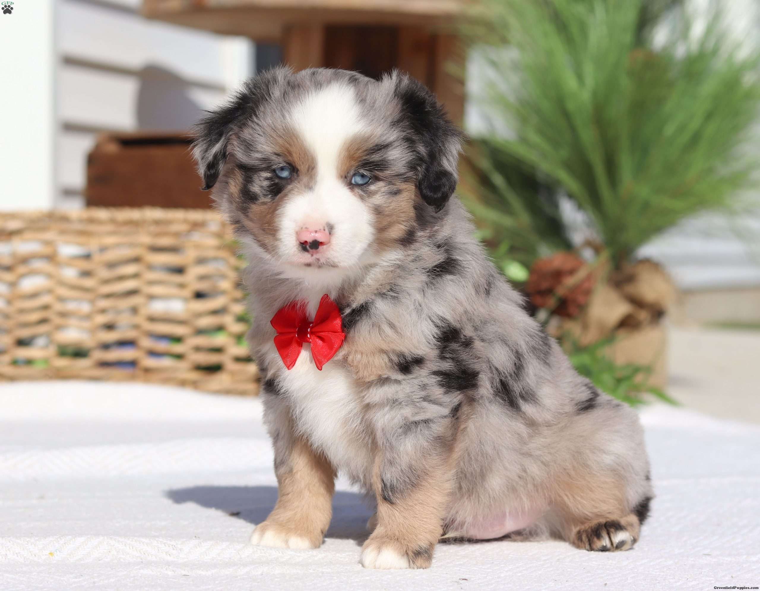 Oscar Miniature Australian Shepherd Puppy For Sale in Ohio