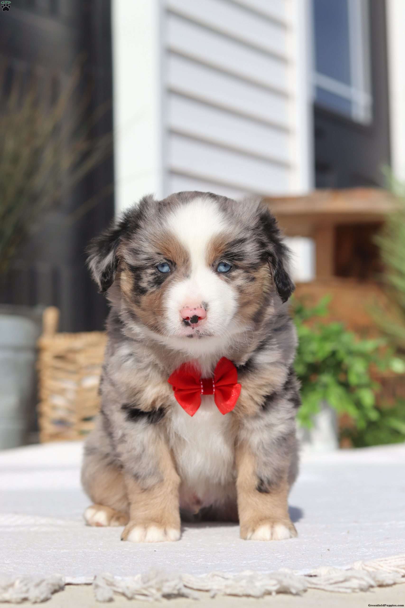 Oscar Miniature Australian Shepherd Puppy For Sale in Ohio