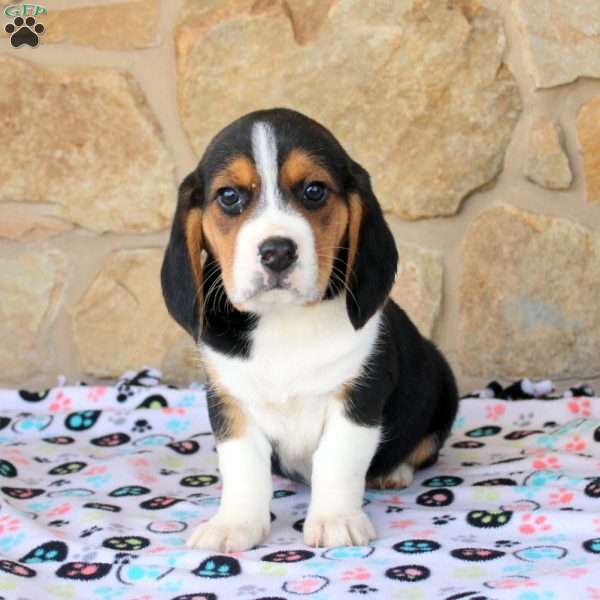 Oscar, Beagle Puppy