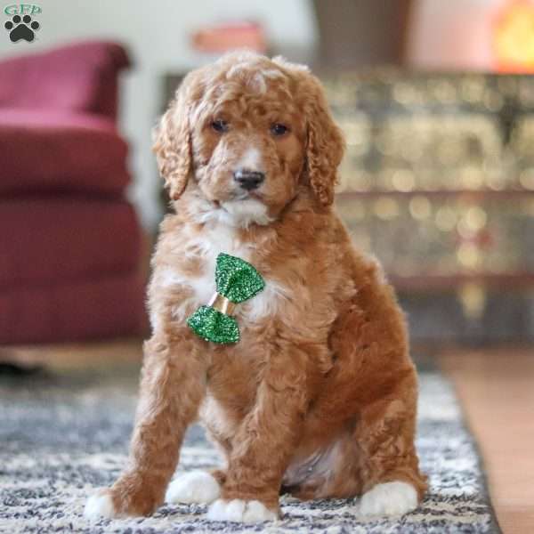Oscar, Standard Poodle Puppy