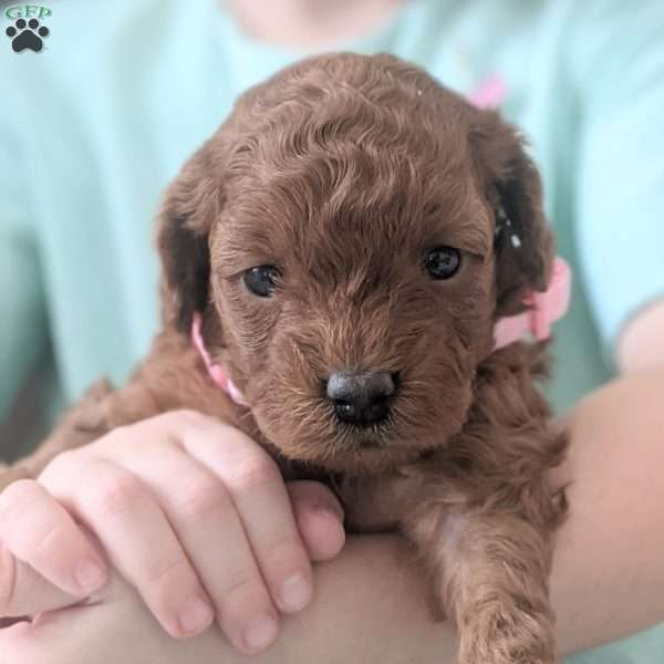 Jasmine, Miniature Poodle Puppy