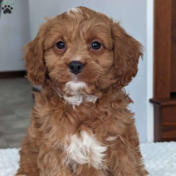Riley, Cavapoo Puppy