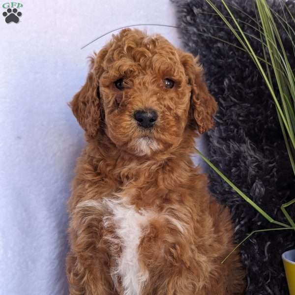 Bentley, Goldendoodle Puppy