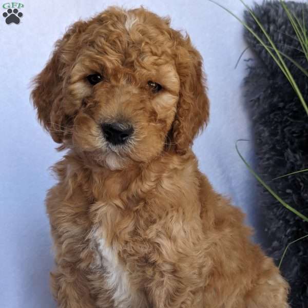 Bailey, Goldendoodle Puppy