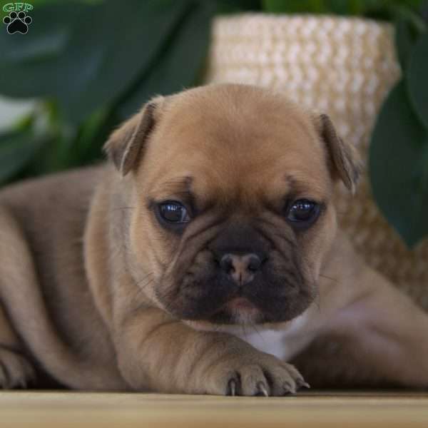 Paisley, French Bulldog Puppy