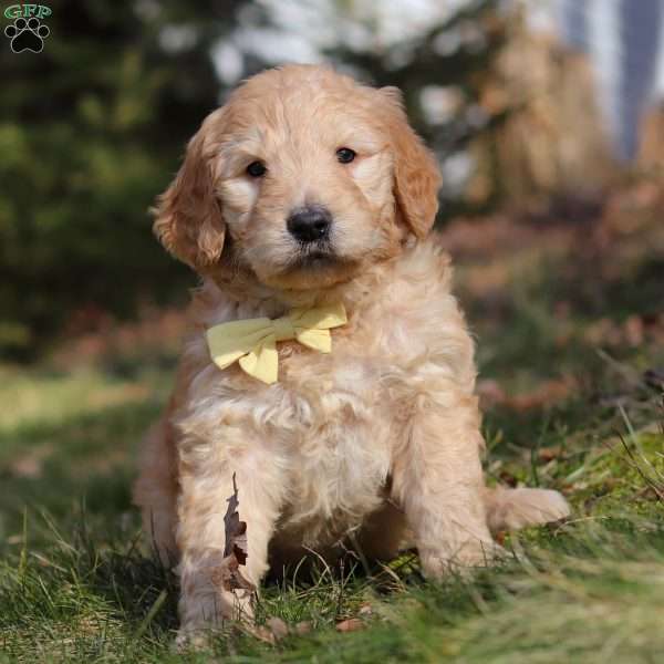 Parker, Goldendoodle Puppy