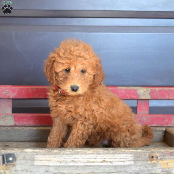 Patsy, Mini Goldendoodle Puppy