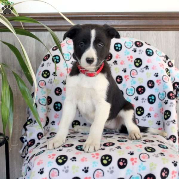 Paula, Border Collie Puppy