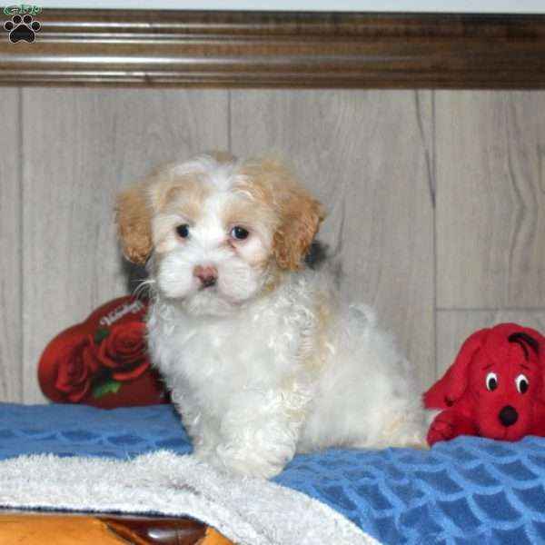 Pearl, Miniature Poodle Mix Puppy