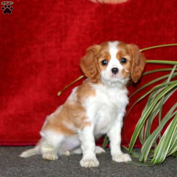 Peggy, Cavalier King Charles Spaniel Puppy