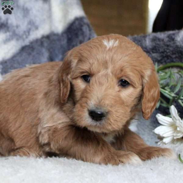 Penn, Goldendoodle Puppy