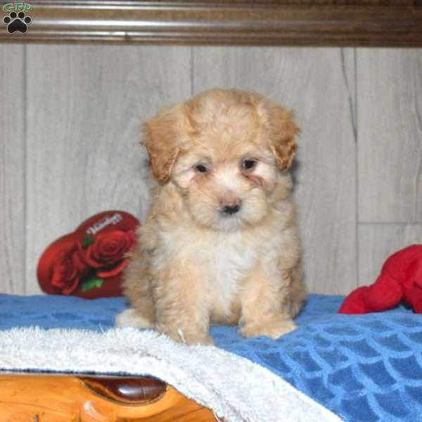 Penny, Miniature Poodle Mix Puppy